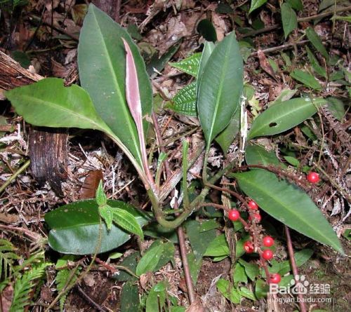 如何识别卡琪花蒂玛 百度经验