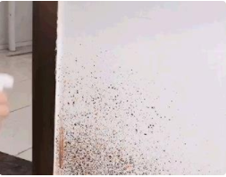 怎么去除屋里的霉味和湿气