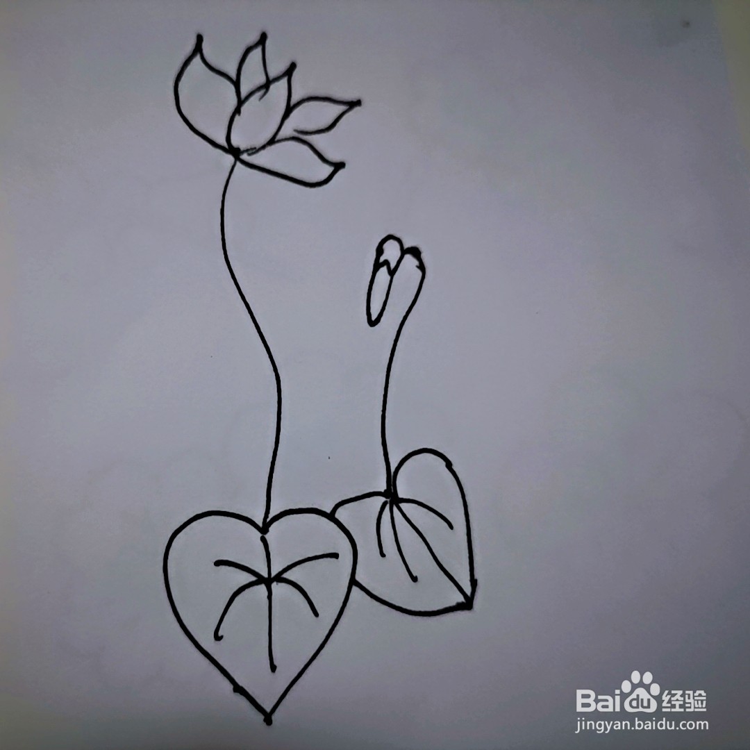 简笔画 仙客来#新人打卡#