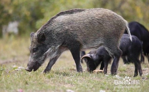野猪攻击怎么办
