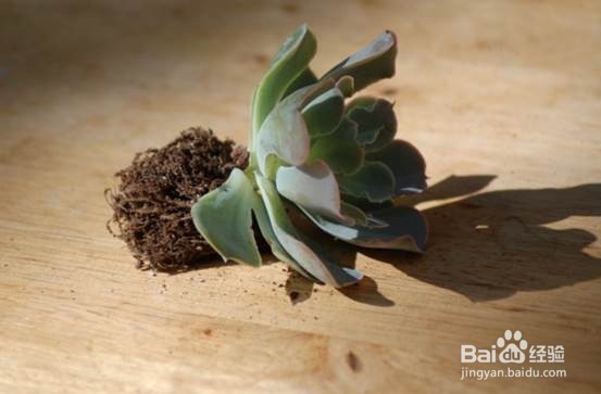 DIY多肉水晶球种植器