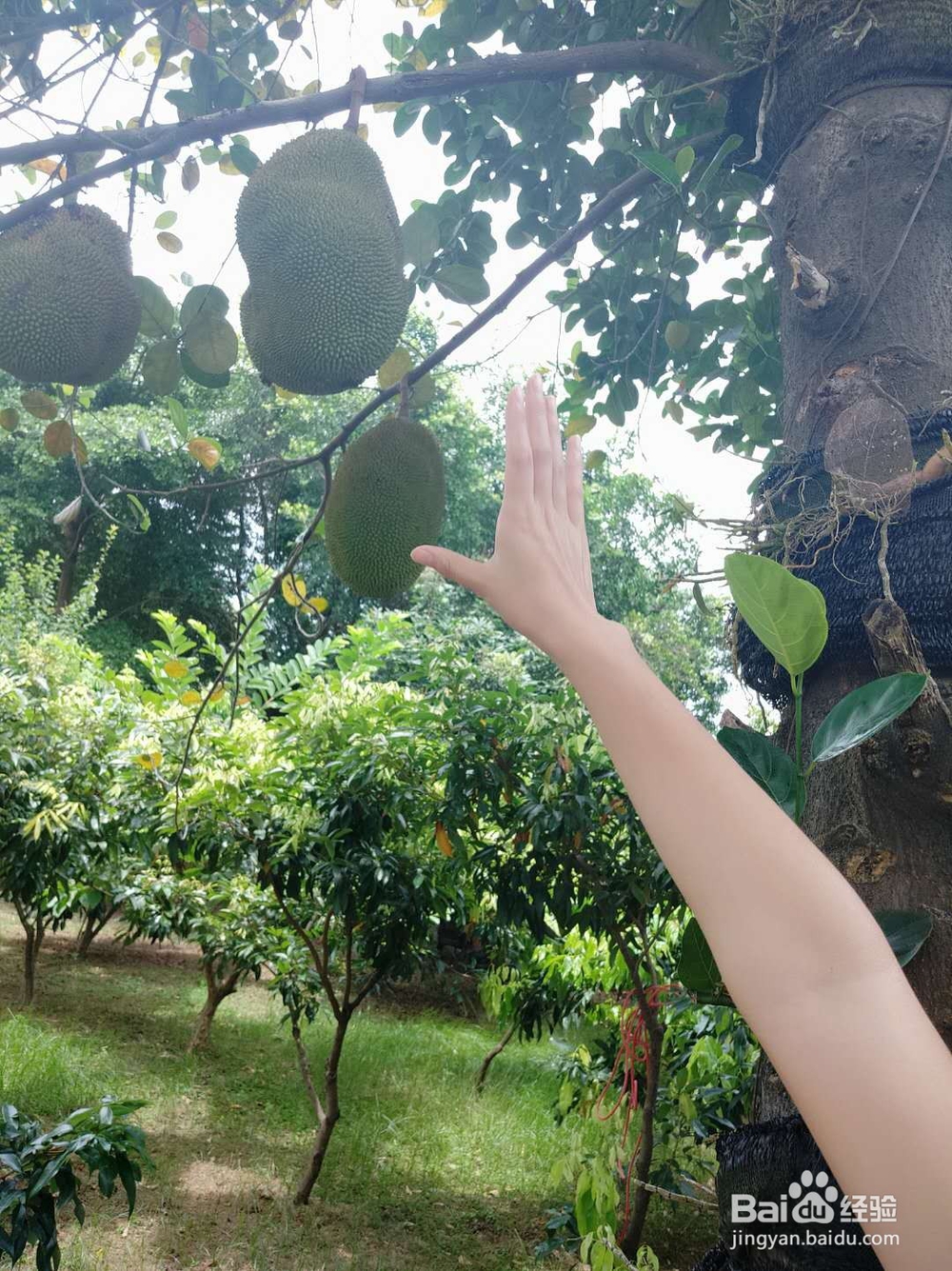 光明稻田农场一日游攻略