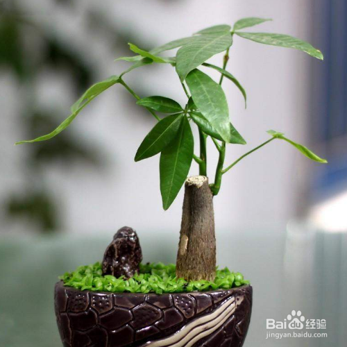 小发财树怎么养才茂盛,怎么浇水