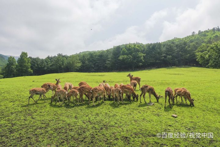 拈花湾鹿鸣谷攻略