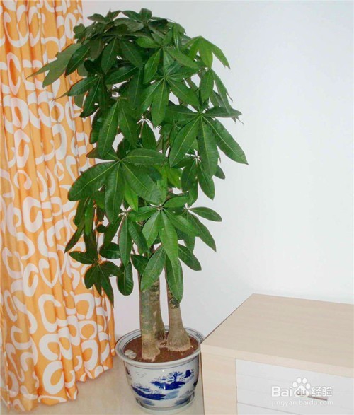 什么植物适合摆放在客厅?客厅植物选择技巧