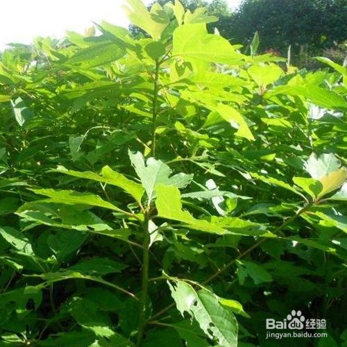 檫木的培育方法和注意事项