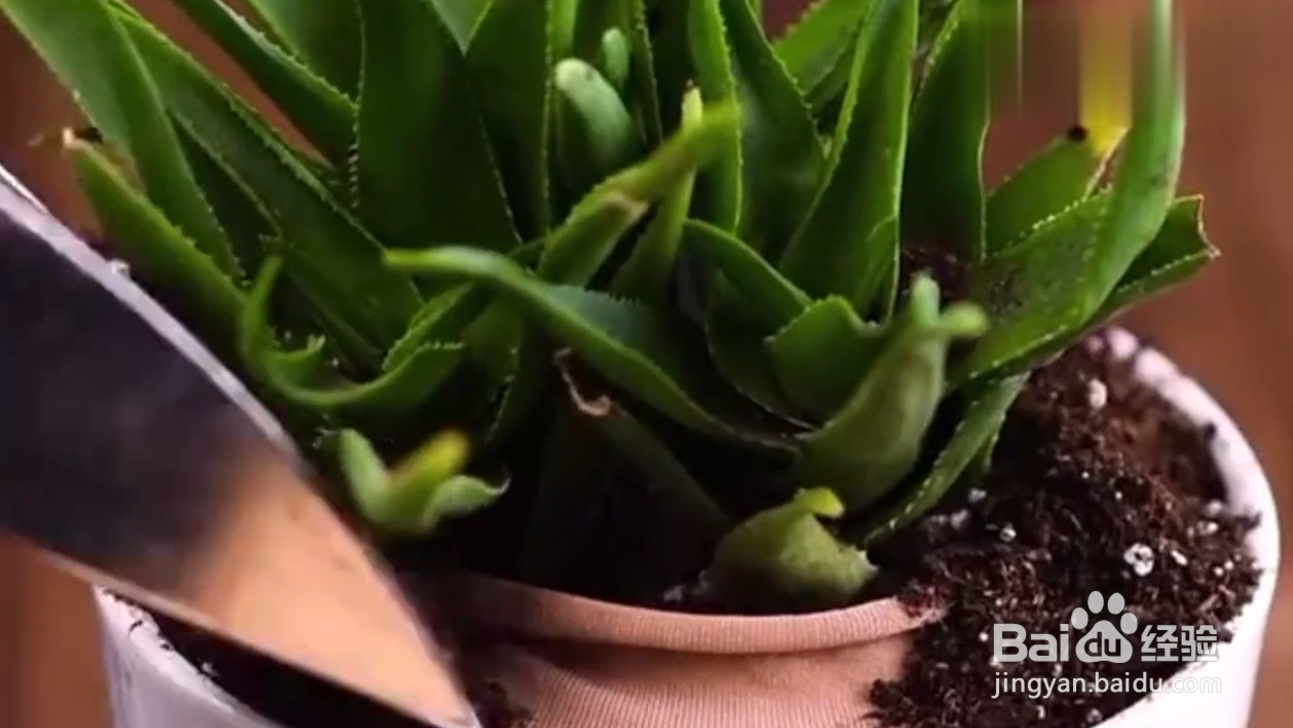 有哪些绿植种植小技巧?