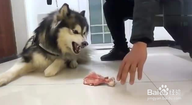 狗狗不忠诚的表现有哪些,你知道吗