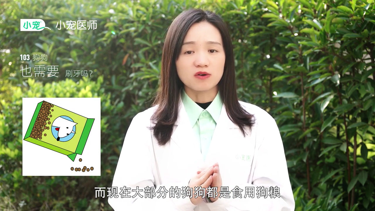 狗狗需要刷牙吗