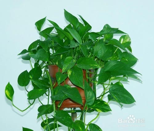 办公室放置绿植有什么好处呢