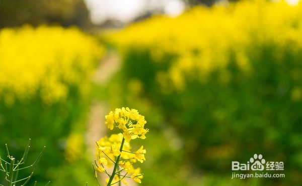 十里菜花十里桃花 莲花岛的春天美如仙境