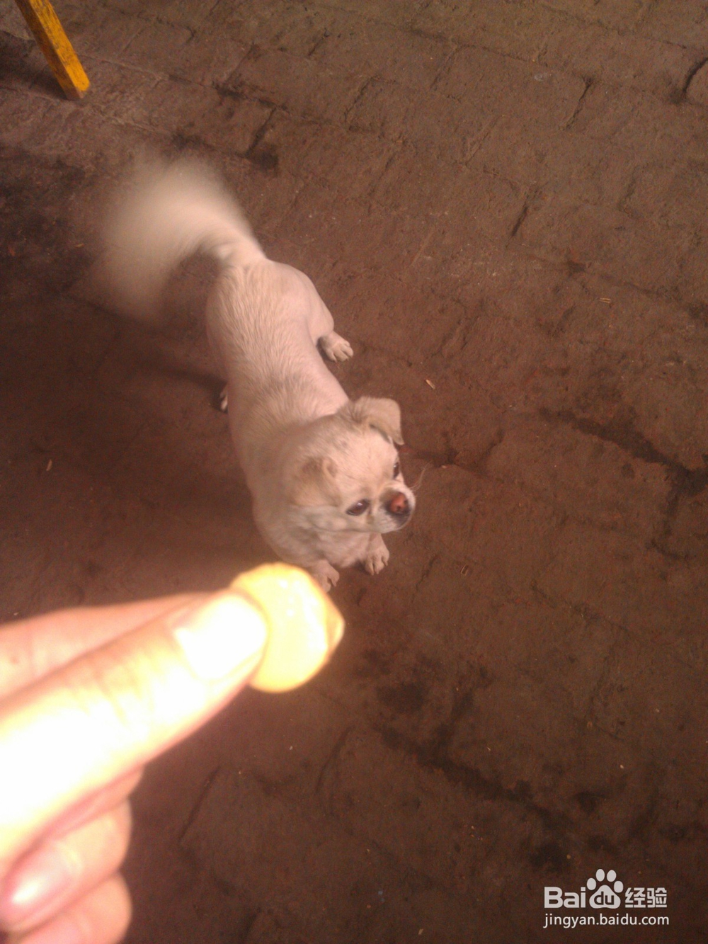 怎样让小狗吃钙片?【小狗不吃钙片怎么办?】