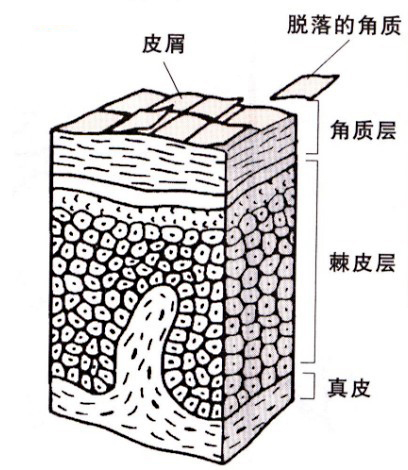 狗狗皮屑全攻略