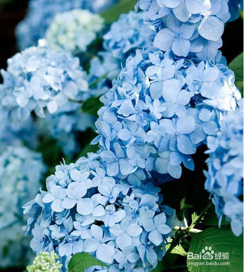 无尽夏绣球养护