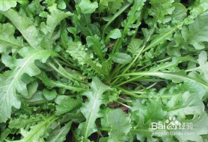 吃哪些食物对孩子的眼睛好