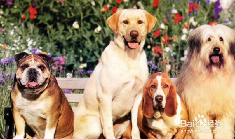 拜耳喂多了怎么办