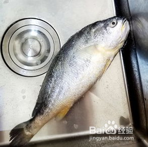 大黄花鱼去内脏图解