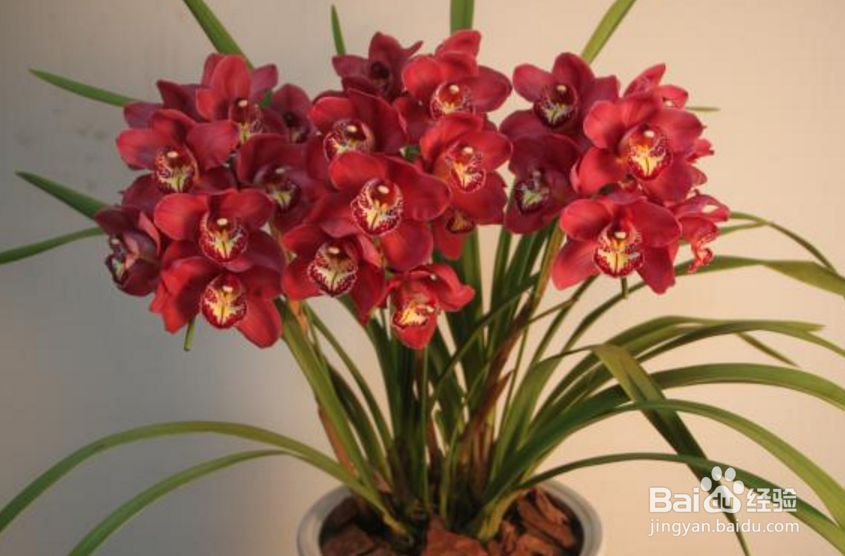 大花蕙兰的养殖方法和注意事项