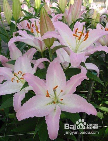 百合花的养殖技巧