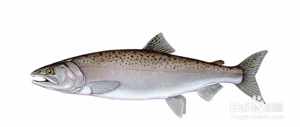 如何用肉眼鉴别鱼类常见体表病