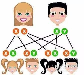 宝宝的长相、性格、智商由谁决定