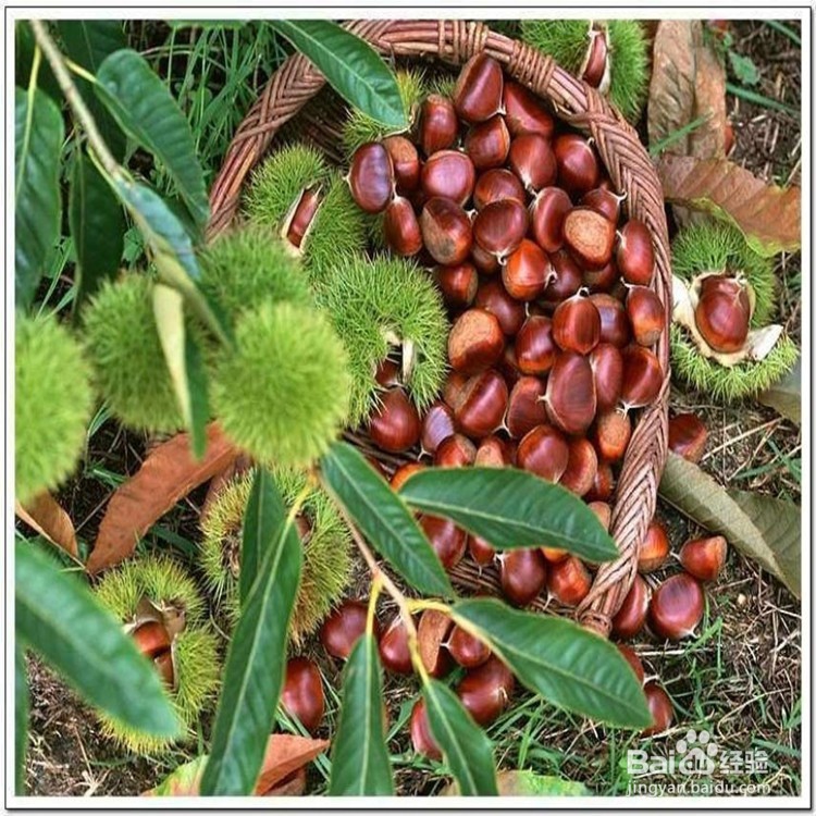 国庆过后，到长沙乡村怎样找农村人的乐子！！！