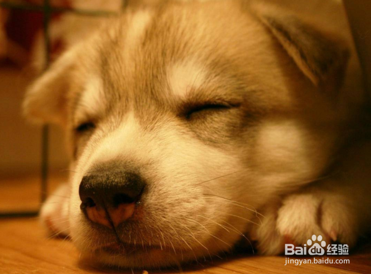<b>狗狗为什么睡觉磨牙</b>