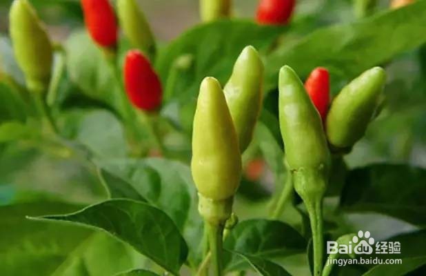 把它们养起来，阳台菜园能如花儿一样美~