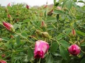 常见的花草茶的识别—(1)