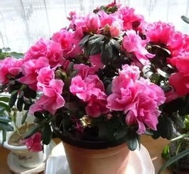 杜鹃的养殖方法和注意事项