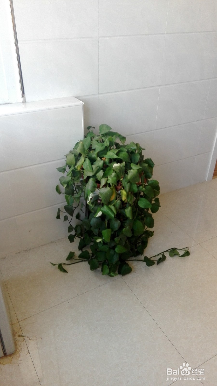 新装修的房间如何快速有效清除有害异味