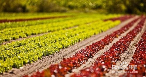 农业用地如何使用