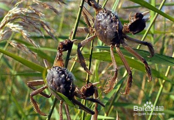 螃蟹收到货怎么保存