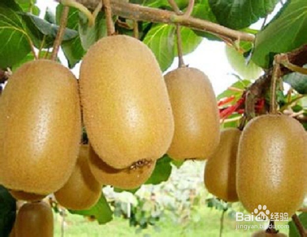 猕猴桃有什么作用、如何挑选食用？