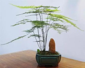 文竹长新芽如何掐尖