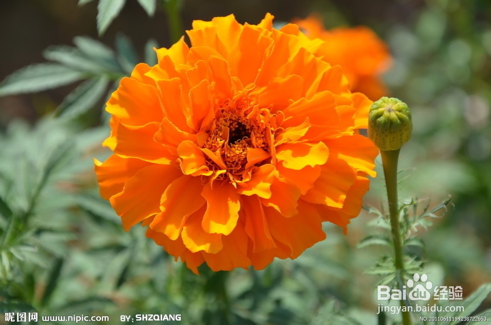 夏天用植物来驱蚊虫的小窍门