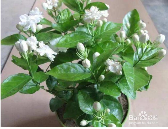 盆栽的茉莉花养室内怎么才容易开花