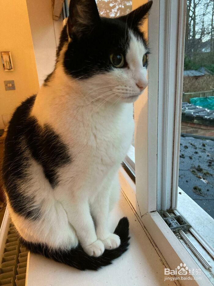 关于猫咪的6个冷知识，你知道吗