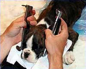 怎样给狗狗裁耳