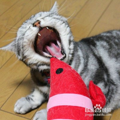 猫咪喜欢挡路怎么办