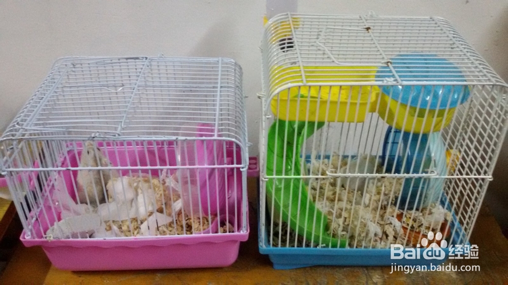 如何穷养仓鼠