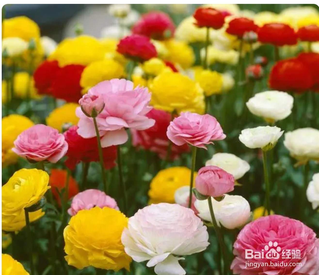 水养富贵竹叶子发黄怎么救冬季