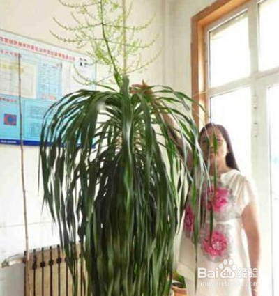 如何让龙血树 枝干粗壮