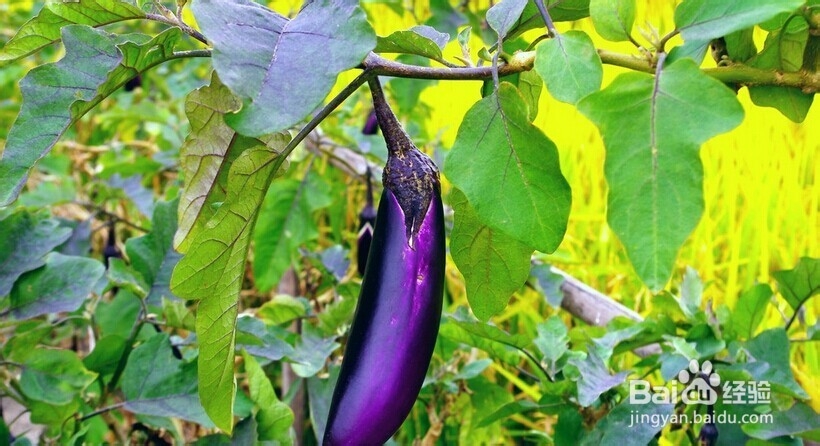 与螃蟹相克的食物