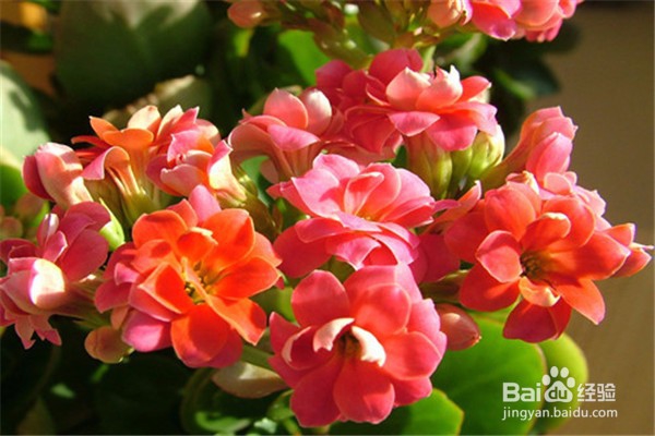 长寿花的养殖方法和注意事项有什么?