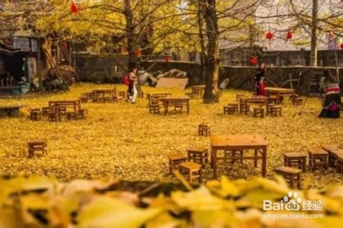 最能欣赏银杏树的地方你去过哪些？