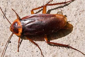 床上有蟑螂是什么原因