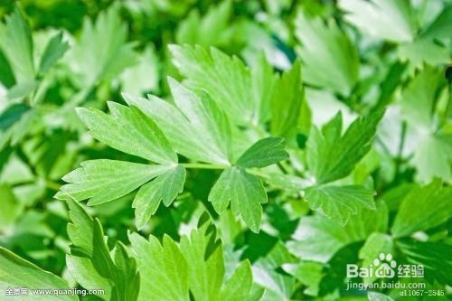 香草播种知识简介之野花薄荷、圆叶当归