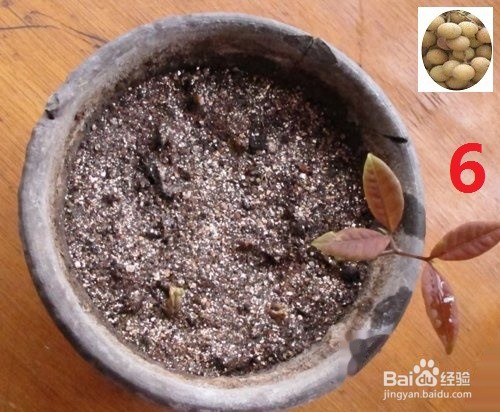 龙眼盆栽种发与大面积大规模种植方法