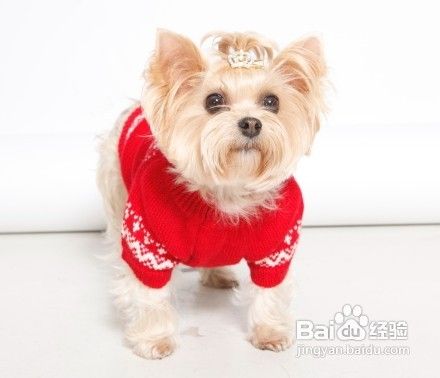 教你如何照顾老龄犬